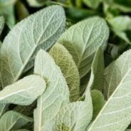 Fried Sage Leaves