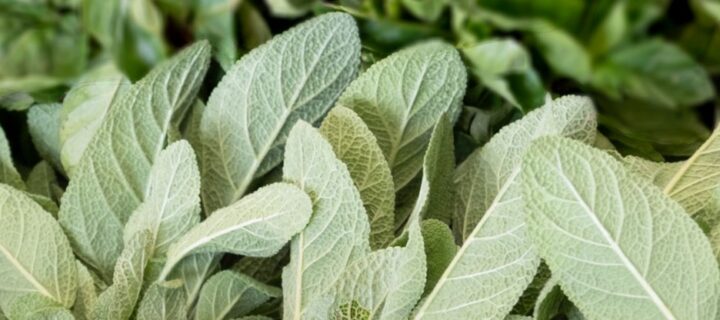 Fried Sage Leaves