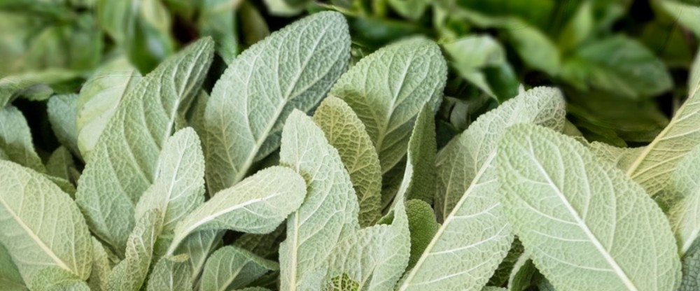 Fried Sage Leaves