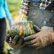 Squash is the Star of Thanksgiving