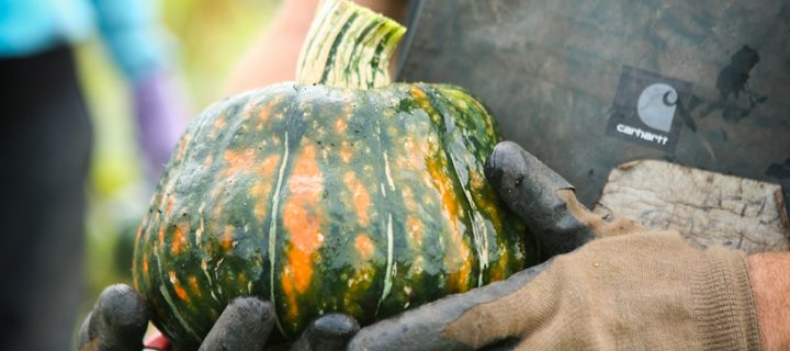 Squash is the Star of Thanksgiving