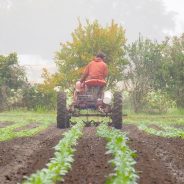 Melon-Time Reflections