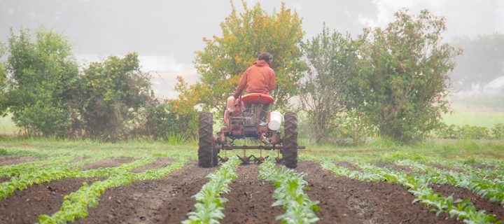 Melon-Time Reflections