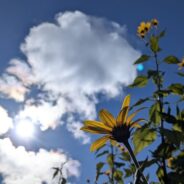 Welcoming the Wind: Appreciating Fall on the Farm