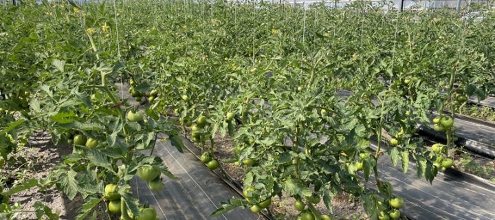 Share-ing the Inspiration