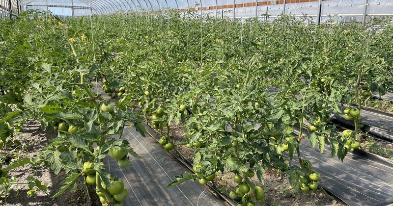 Share-ing the Inspiration