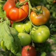 Summer, Tomatoes, and an Easy Balsamic Reduction