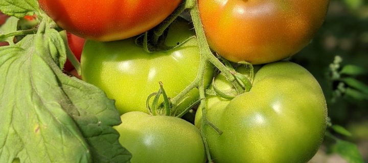 Summer, Tomatoes, and an Easy Balsamic Reduction