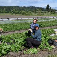 Spring Turnips Become Summer Tomatoes