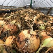 Summer Tomatoes Meet Autumn Squash