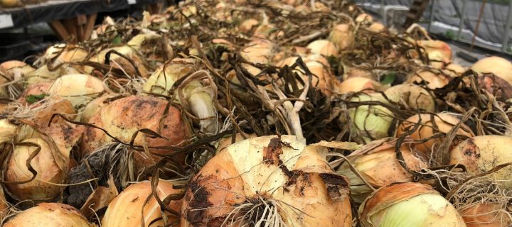 Summer Tomatoes Meet Autumn Squash