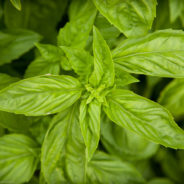 Hot Dark Chocolate with Basil