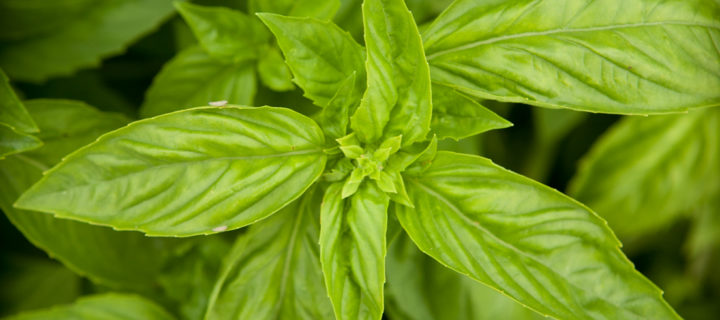 Refreshing Basil Salad