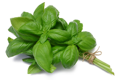 Basil Pesto
