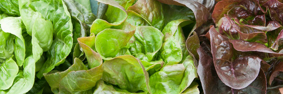 Fresh Peppermint Salad Dressing