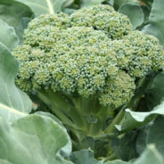 Balsamic-Roasted Broccoli