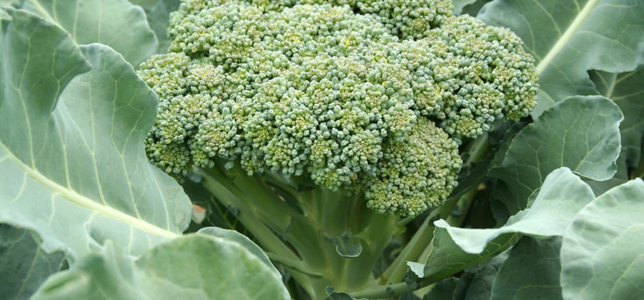 Broccoli Squash Curry