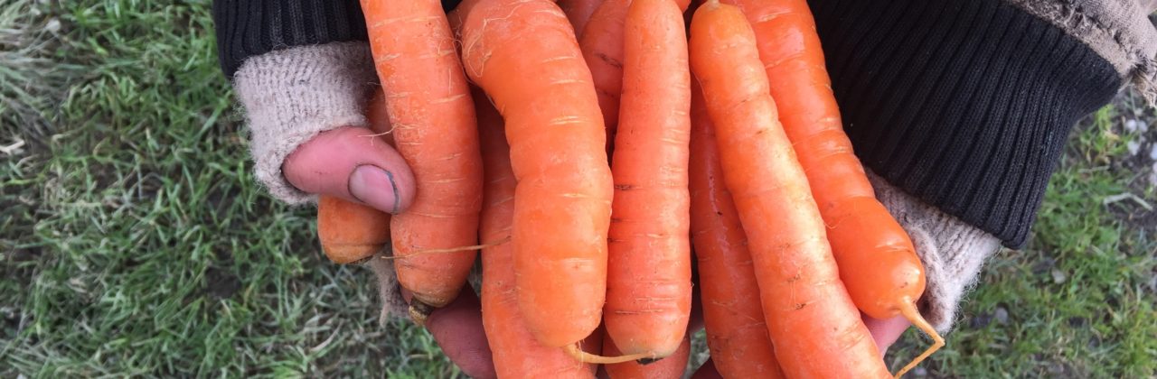 Sweet Glazed Carrots