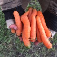 Sweet Roasted Carrots and Sage