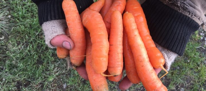 Sweet Glazed Carrots