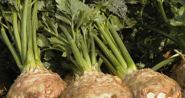 Wild Rice Celeriac Pilaf