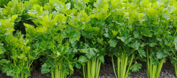 Celery & Sausage Pasta