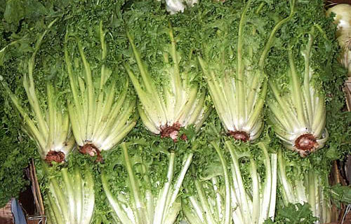Endive with Sausage