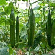 Tangy Cucumber Dill Salad