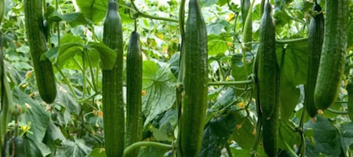 Tangy Cucumber Dill Salad