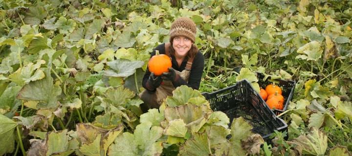 Pumpkin Soup