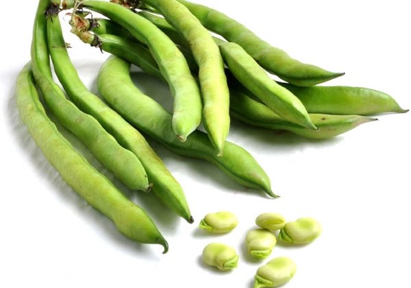 Sauteed Fava Beans