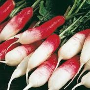 Radishes with Green Onion Aioli