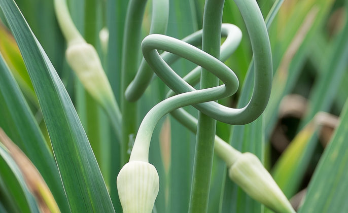Discovering Garlic Scapes