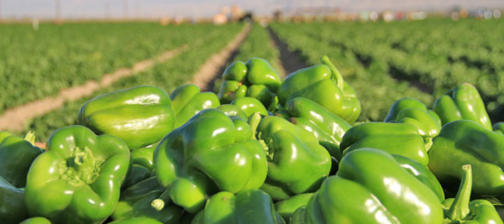 Stuffed Green Peppers