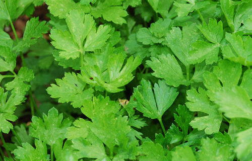 Couscous with Parsley and Shallots