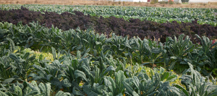 Green Kale Salad