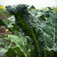 Hungarian Kale and White Bean Soup