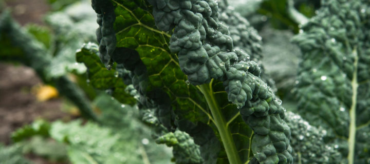 Hungarian Kale and White Bean Soup