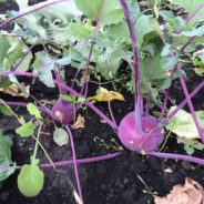 Kohlrabi Salad