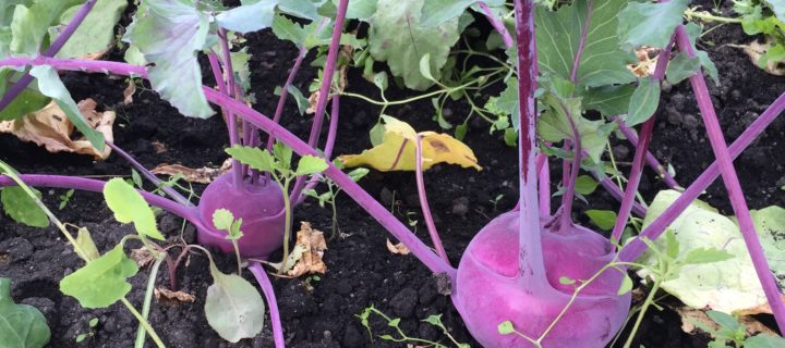Kohlrabi Salad