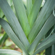 Potato and Leek Galette