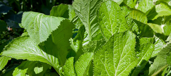Simple Sauteed Greens
