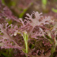 Garlicky Stir Fried Mustard Greens