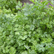 Parsley Pesto