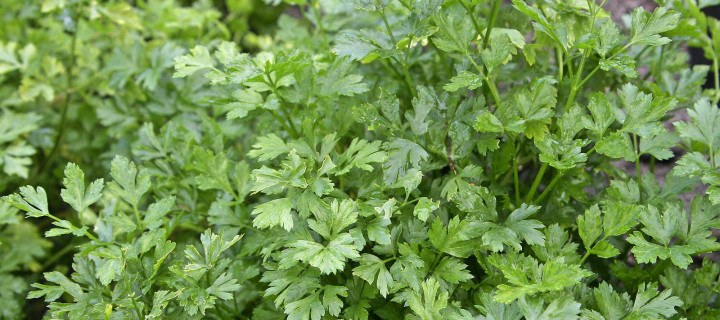 Parsley Pesto