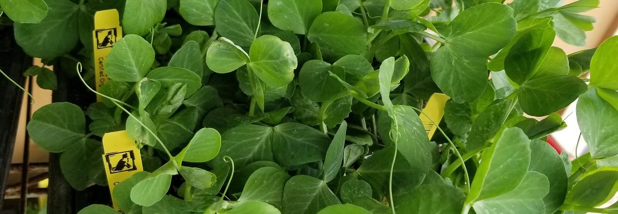 Pea Greens Salad