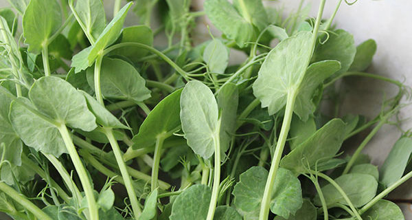Pea Greens Salad