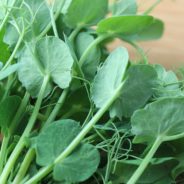 Simple Sautéed Pea Greens