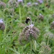 The Vibrant Wildlife of Organic Farms