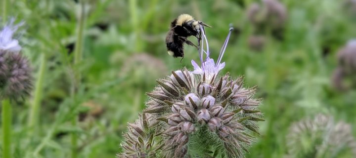 The Vibrant Wildlife of Organic Farms